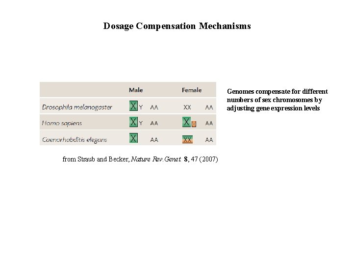 Dosage Compensation Mechanisms Genomes compensate for different numbers of sex chromosomes by adjusting gene