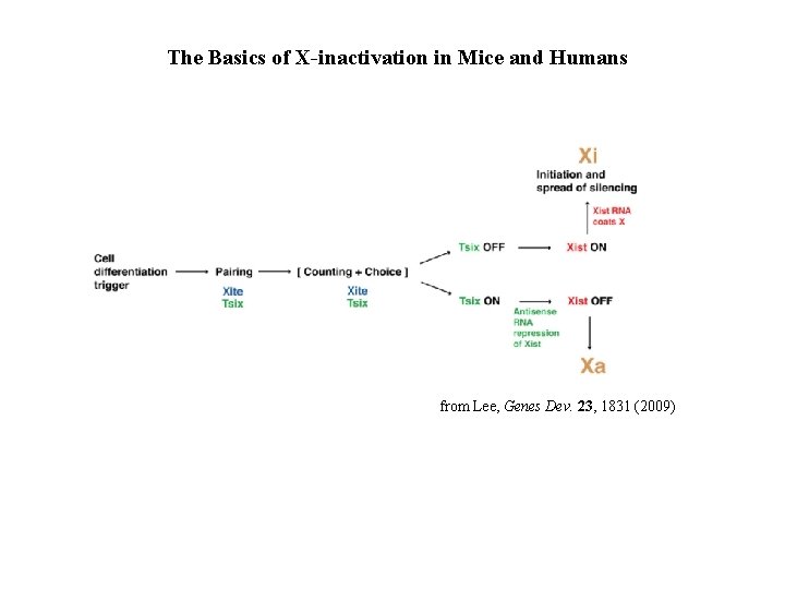 The Basics of X-inactivation in Mice and Humans from Lee, Genes Dev. 23, 1831