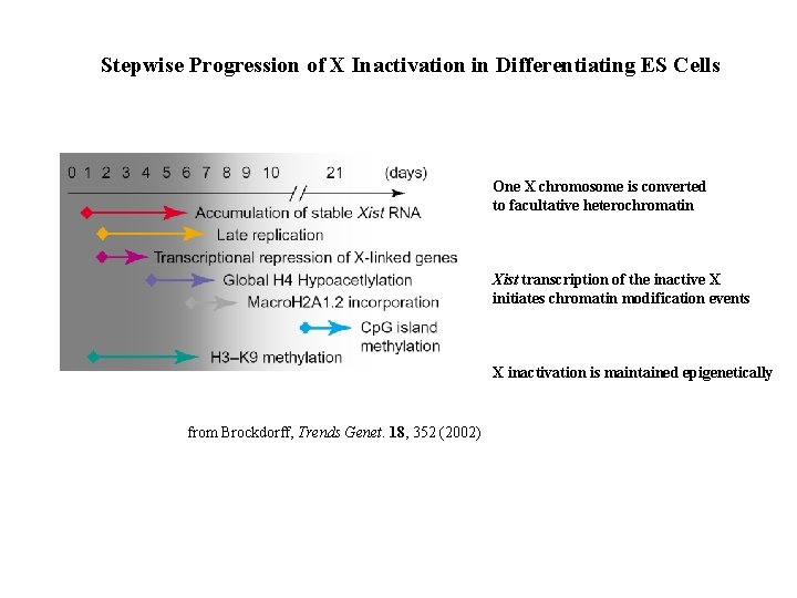 Stepwise Progression of X Inactivation in Differentiating ES Cells One X chromosome is converted