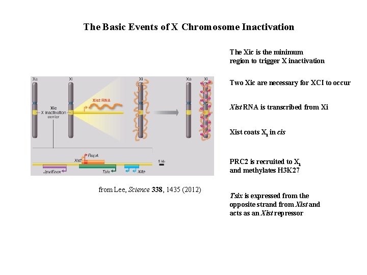 The Basic Events of X Chromosome Inactivation The Xic is the minimum region to