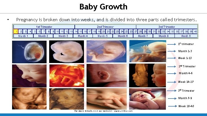 Baby Growth • Pregnancy is broken down into weeks, and is divided into three Baby Growth • Pregnancy is broken down into weeks, and is divided into three