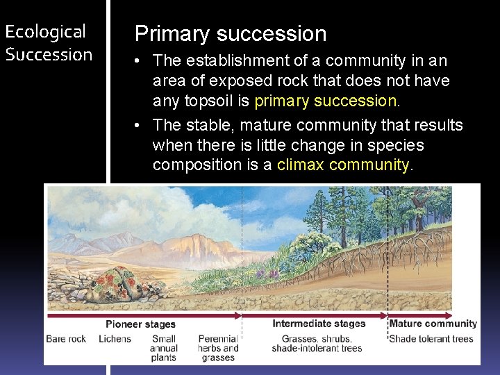Ecological Succession Primary succession • The establishment of a community in an area of