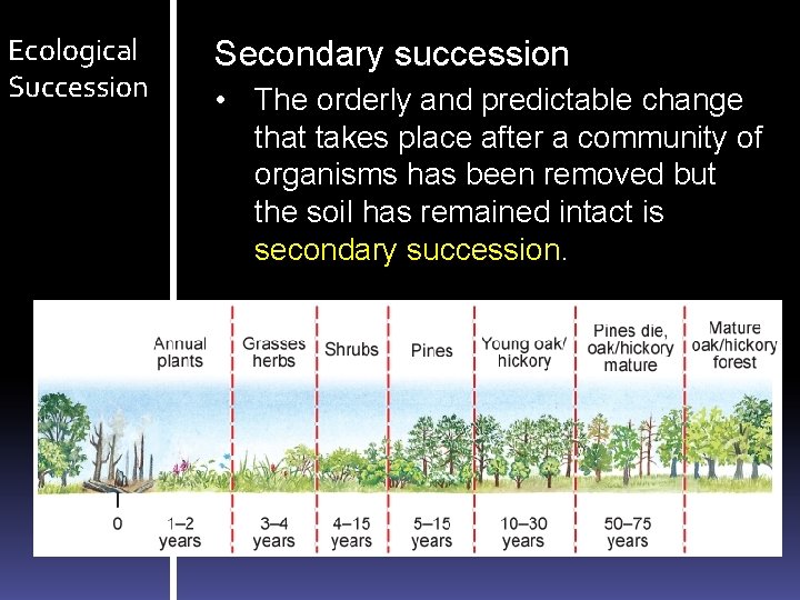 Ecological Succession Secondary succession • The orderly and predictable change that takes place after