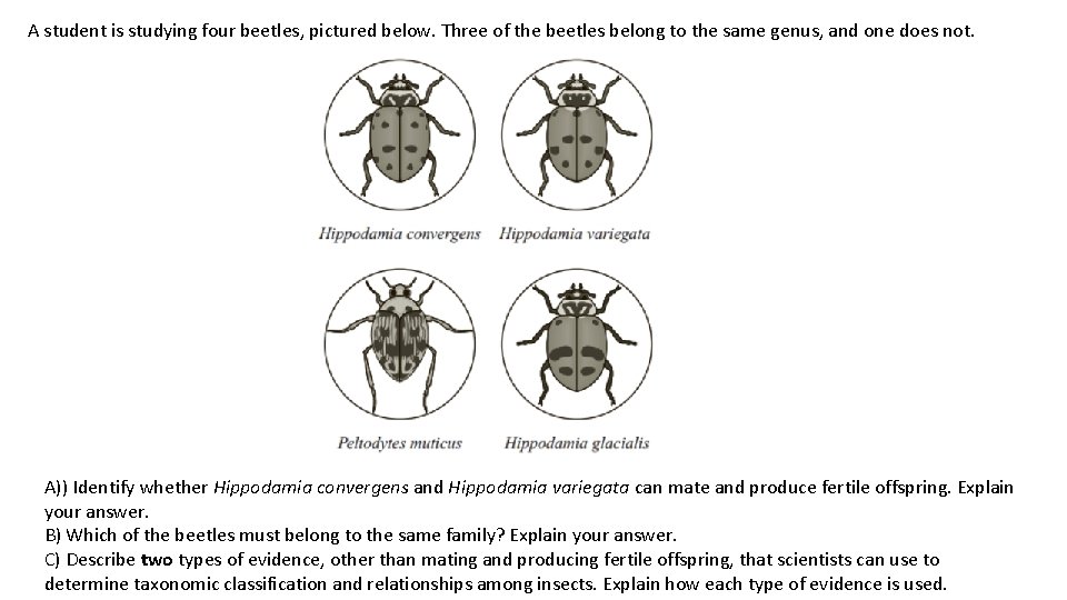 A student is studying four beetles, pictured below. Three of the beetles belong to