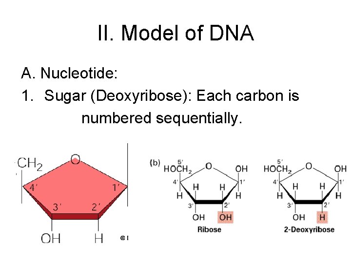 II. Model of DNA A. Nucleotide: 1. Sugar (Deoxyribose): Each carbon is numbered sequentially. II. Model of DNA A. Nucleotide: 1. Sugar (Deoxyribose): Each carbon is numbered sequentially.
