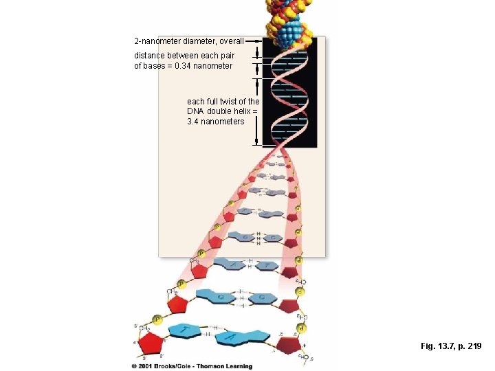 2 -nanometer diameter, overall distance between each pair of bases = 0. 34 nanometer 2 -nanometer diameter, overall distance between each pair of bases = 0. 34 nanometer