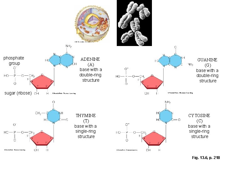 phosphate group ADENINE (A) base with a double-ring structure GUANINE (G) base with a phosphate group ADENINE (A) base with a double-ring structure GUANINE (G) base with a