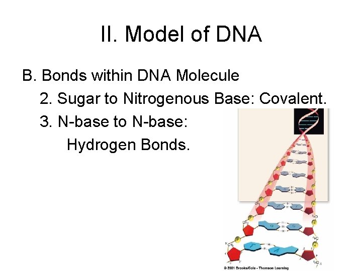 II. Model of DNA B. Bonds within DNA Molecule 2. Sugar to Nitrogenous Base: II. Model of DNA B. Bonds within DNA Molecule 2. Sugar to Nitrogenous Base: