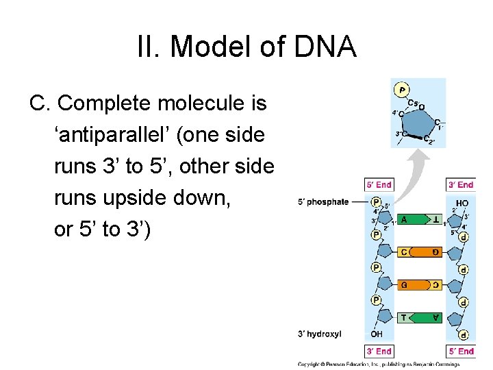 II. Model of DNA C. Complete molecule is ‘antiparallel’ (one side runs 3’ to II. Model of DNA C. Complete molecule is ‘antiparallel’ (one side runs 3’ to