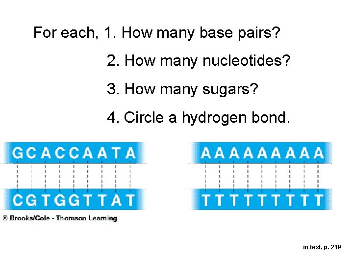 For each, 1. How many base pairs? 2. How many nucleotides? 3. How many For each, 1. How many base pairs? 2. How many nucleotides? 3. How many