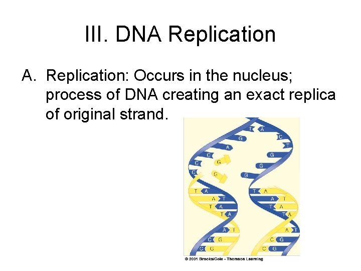 III. DNA Replication A. Replication: Occurs in the nucleus; process of DNA creating an III. DNA Replication A. Replication: Occurs in the nucleus; process of DNA creating an