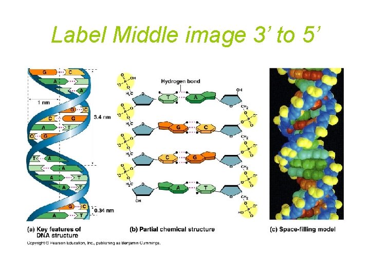 Label Middle image 3’ to 5’ Label Middle image 3’ to 5’