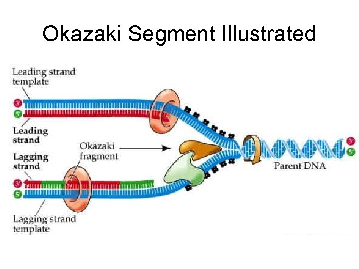 Okazaki Segment Illustrated Okazaki Segment Illustrated