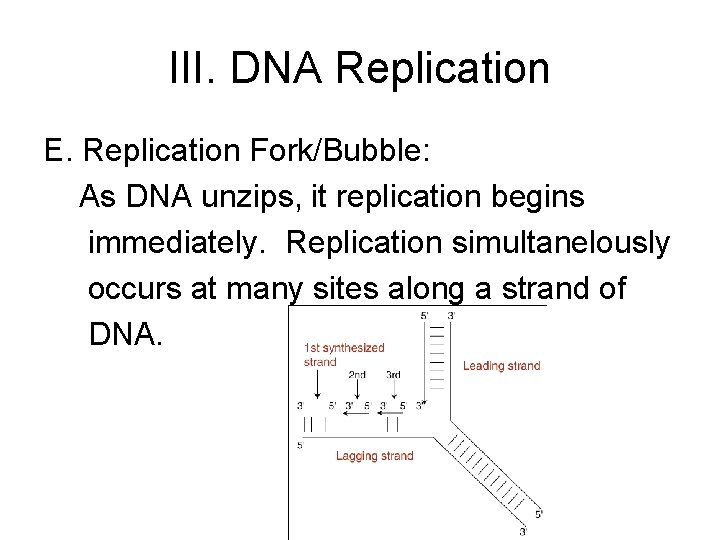 III. DNA Replication E. Replication Fork/Bubble: As DNA unzips, it replication begins immediately. Replication III. DNA Replication E. Replication Fork/Bubble: As DNA unzips, it replication begins immediately. Replication