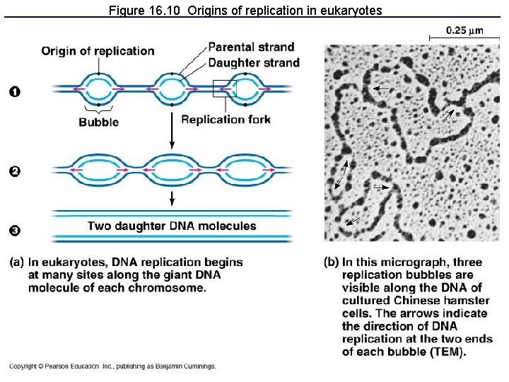 Figure 16. 10 Origins of replication in eukaryotes Figure 16. 10 Origins of replication in eukaryotes