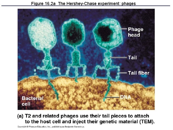 Figure 16. 2 a The Hershey-Chase experiment: phages Figure 16. 2 a The Hershey-Chase experiment: phages