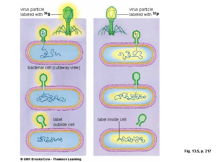 virus particle labeled with 35 S virus particle labeled with 32 P bacterial cell virus particle labeled with 35 S virus particle labeled with 32 P bacterial cell