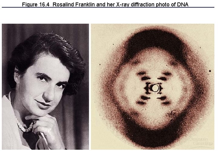 Figure 16. 4 Rosalind Franklin and her X-ray diffraction photo of DNA Figure 16. 4 Rosalind Franklin and her X-ray diffraction photo of DNA