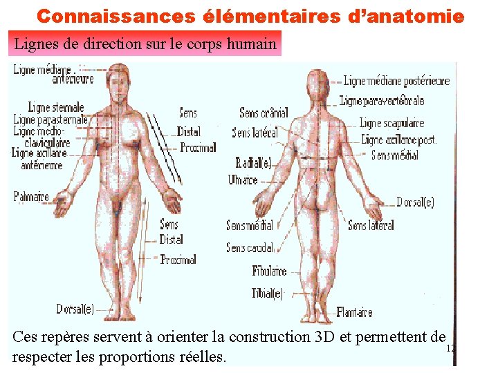 Connaissances élémentaires d’anatomie Lignes de direction sur le corps humain Ces repères servent à