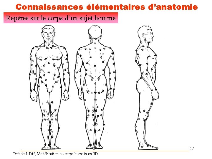 Connaissances élémentaires d’anatomie Repères sur le corps d’un sujet homme 17 Tiré de J.