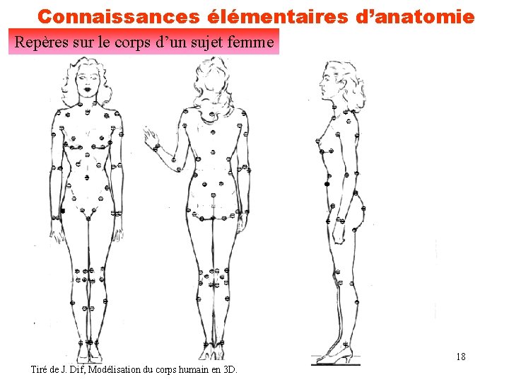 Connaissances élémentaires d’anatomie Repères sur le corps d’un sujet femme 18 Tiré de J.