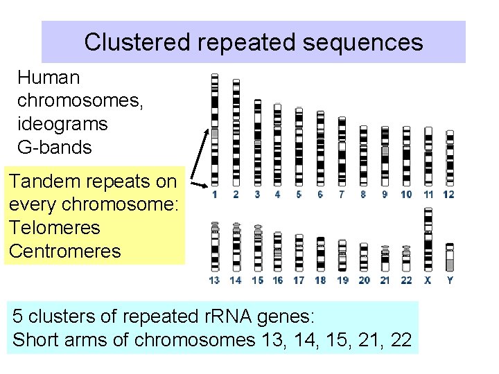 Clustered repeated sequences Human chromosomes, ideograms G-bands Tandem repeats on every chromosome: Telomeres Centromeres