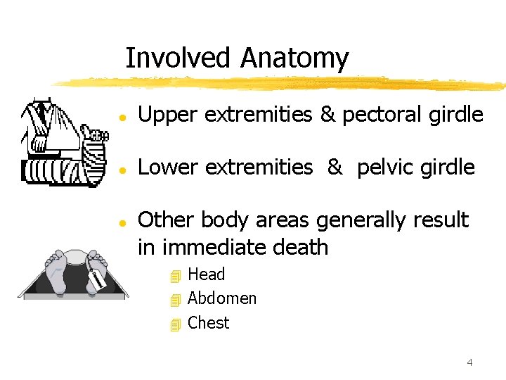 Involved Anatomy l Upper extremities & pectoral girdle l Lower extremities & pelvic girdle