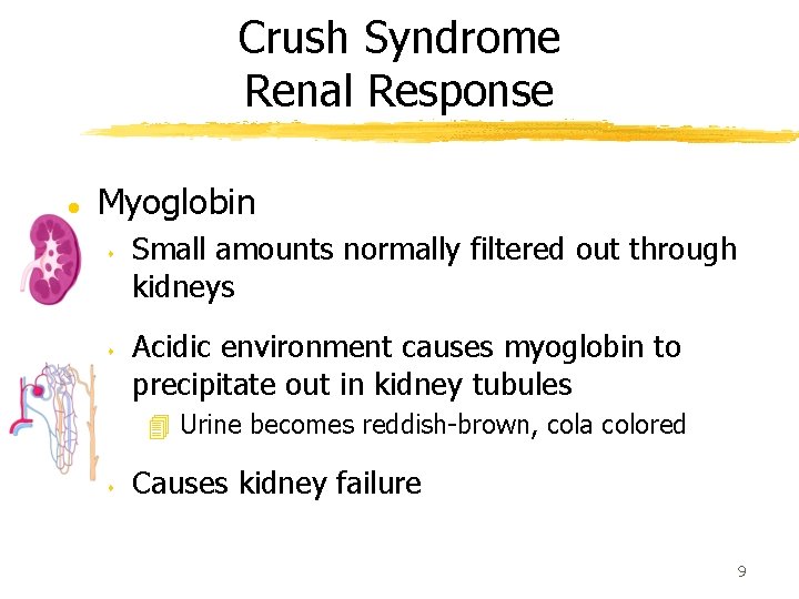 Crush Syndrome Renal Response l Myoglobin s s Small amounts normally filtered out through