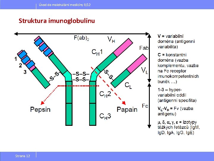 Úvod do molekulární medicíny 8/12 Struktura imunoglobulinu Strana 12 