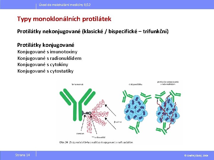 Úvod do molekulární medicíny 8/12 Typy monoklonálních protilátek Protilátky nekonjugované (klasické / bispecifické –
