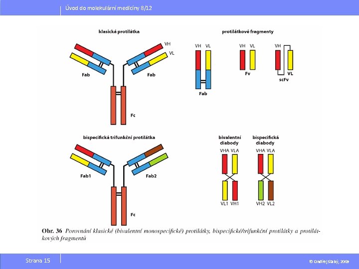 Úvod do molekulární medicíny 8/12 Strana 15 © Ondřej Slabý, 2009 