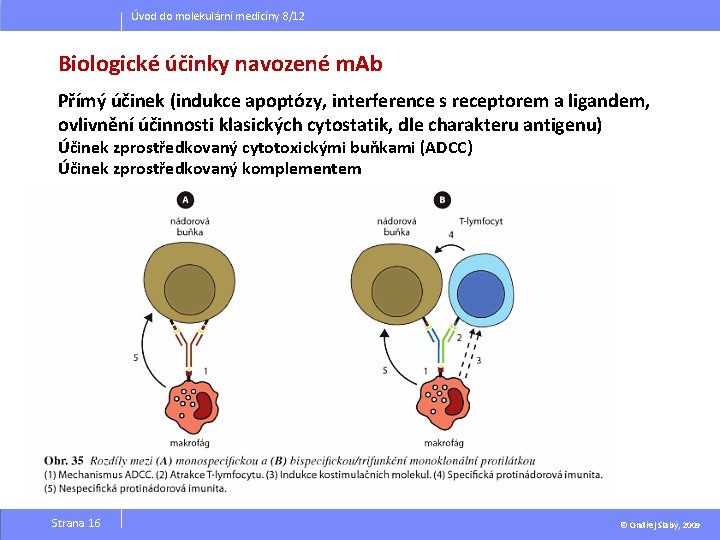 Úvod do molekulární medicíny 8/12 Biologické účinky navozené m. Ab Přímý účinek (indukce apoptózy,