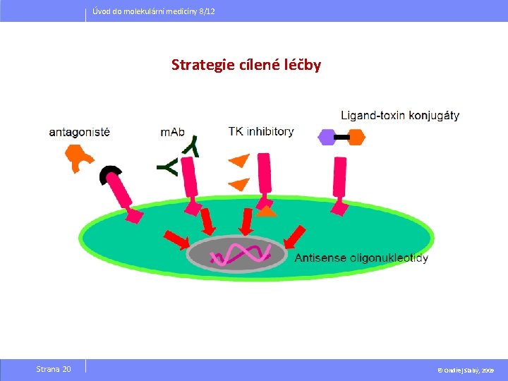 Úvod do molekulární medicíny 8/12 Strategie cílené léčby Strana 20 © Ondřej Slabý, 2009 Úvod do molekulární medicíny 8/12 Strategie cílené léčby Strana 20 © Ondřej Slabý, 2009