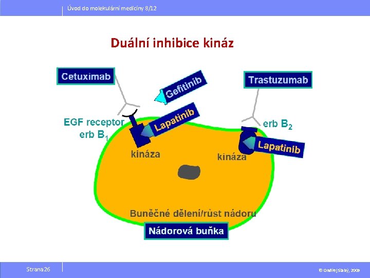 Úvod do molekulární medicíny 8/12 Duální inhibice kináz Strana 26 © Ondřej Slabý, 2009