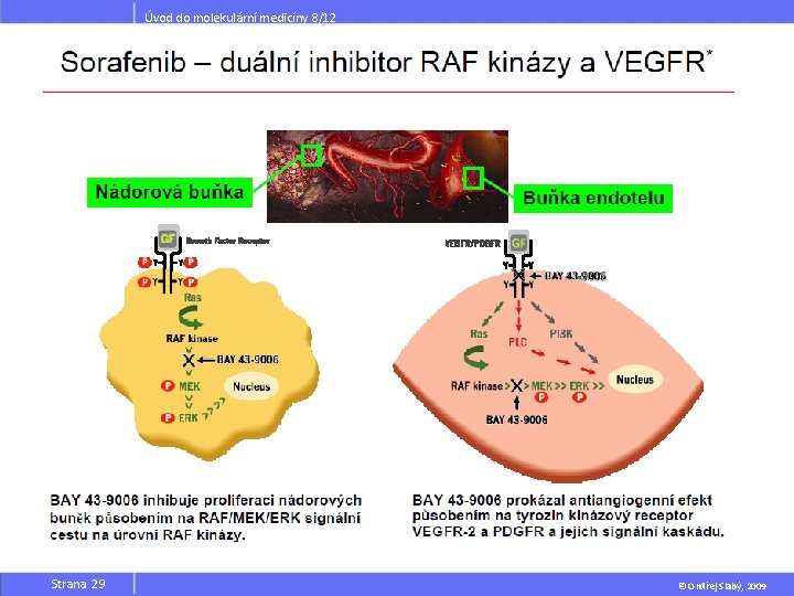 Úvod do molekulární medicíny 8/12 Strana 29 © Ondřej Slabý, 2009 Úvod do molekulární medicíny 8/12 Strana 29 © Ondřej Slabý, 2009