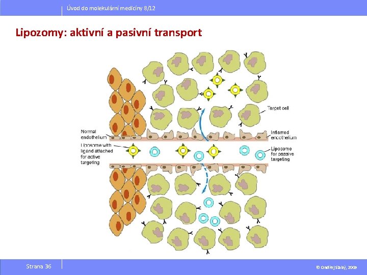 Úvod do molekulární medicíny 8/12 Lipozomy: aktivní a pasivní transport Strana 36 © Ondřej