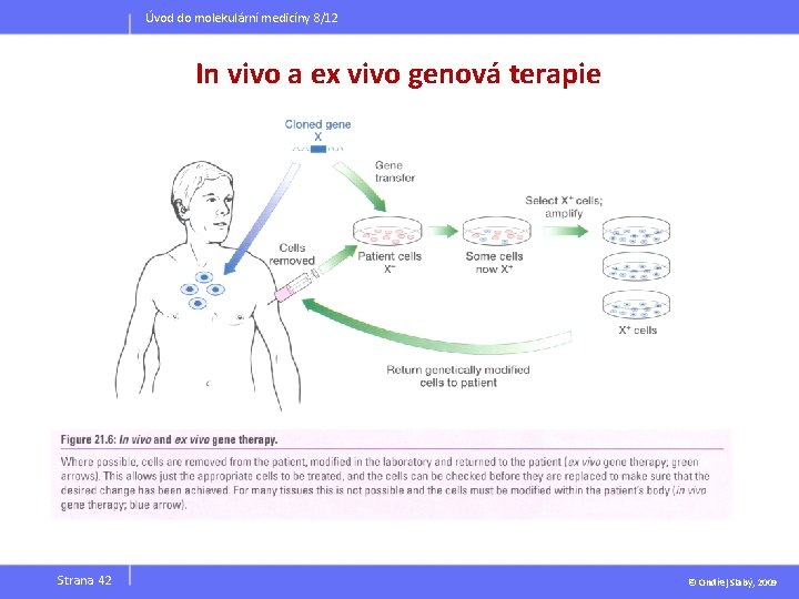 Úvod do molekulární medicíny 8/12 In vivo a ex vivo genová terapie Strana 42