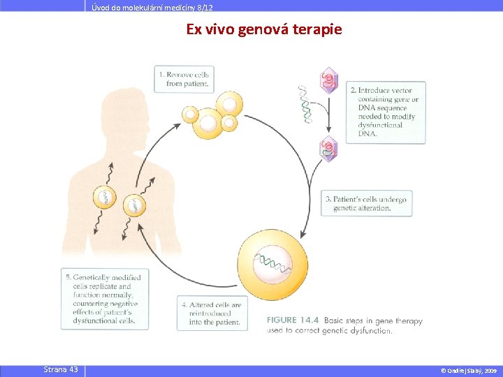 Úvod do molekulární medicíny 8/12 Ex vivo genová terapie Strana 43 © Ondřej Slabý,