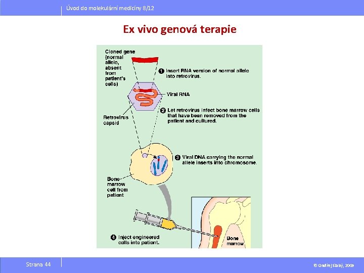 Úvod do molekulární medicíny 8/12 Ex vivo genová terapie Strana 44 © Ondřej Slabý, Úvod do molekulární medicíny 8/12 Ex vivo genová terapie Strana 44 © Ondřej Slabý,