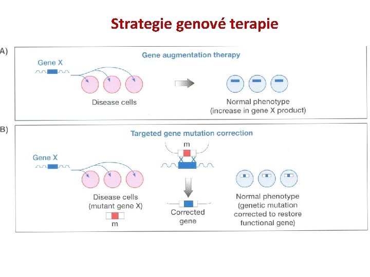 Strategie genové terapie Strategie genové terapie