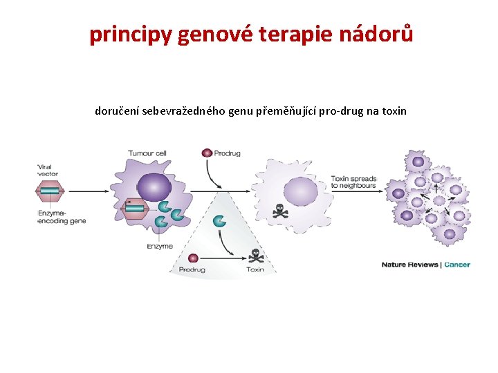 principy genové terapie nádorů doručení sebevražedného genu přeměňující pro-drug na toxin 