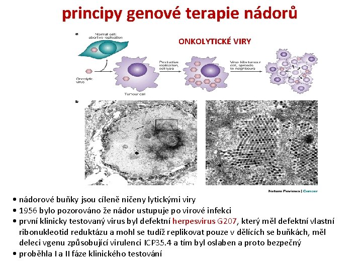 principy genové terapie nádorů ONKOLYTICKÉ VIRY • nádorové buňky jsou cíleně ničeny lytickými viry