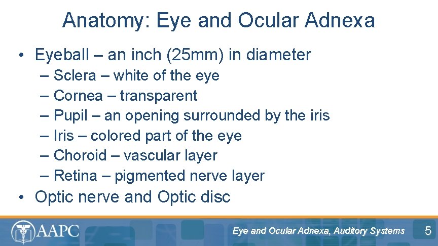 Anatomy: Eye and Ocular Adnexa • Eyeball – an inch (25 mm) in diameter