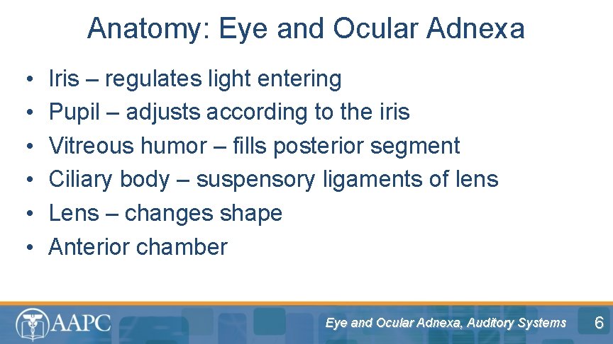 Anatomy: Eye and Ocular Adnexa • • • Iris – regulates light entering Pupil