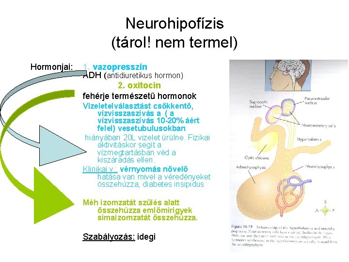 Neurohipofízis (tárol! nem termel) Hormonjai: 1. vazopresszin ADH (antidiuretikus hormon) 2. oxitocin fehérje természetű Neurohipofízis (tárol! nem termel) Hormonjai: 1. vazopresszin ADH (antidiuretikus hormon) 2. oxitocin fehérje természetű