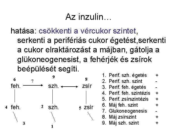 Az inzulin… hatása: csökkenti a vércukor szintet, serkenti a perifériás cukor égetést, serkenti a Az inzulin… hatása: csökkenti a vércukor szintet, serkenti a perifériás cukor égetést, serkenti a