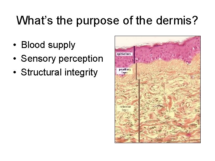 What’s the purpose of the dermis? • Blood supply • Sensory perception • Structural