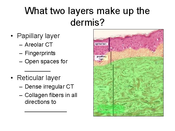 What two layers make up the dermis? • Papillary layer – Areolar CT –