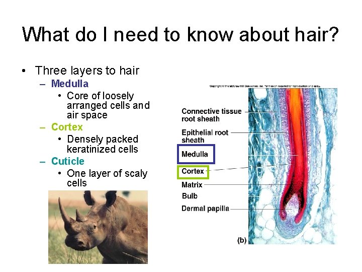 What do I need to know about hair? • Three layers to hair –