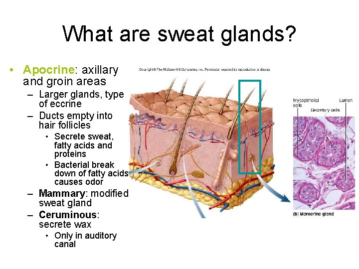 What are sweat glands? • Apocrine: axillary and groin areas – Larger glands, type